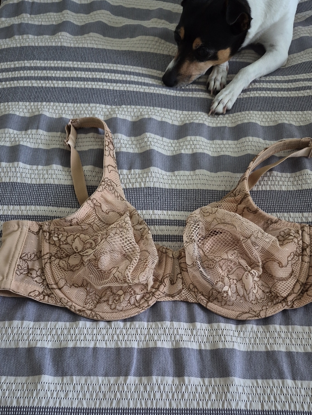 Cacique Nude Floral Lace Underwire Bra